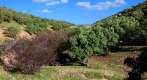 تنگ ارغوان واقع در استان ایلام - زرمش